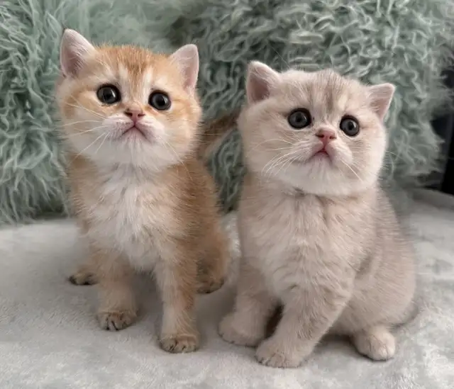 Scottish Straight kittens