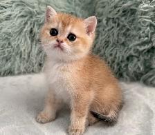 Scottish Straight kittens - Photo 6