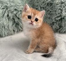 Scottish Straight kittens - Photo 7