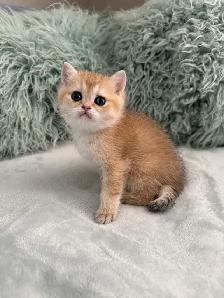 Scottish Straight kittens - Photo 8