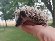 Shimmer dark masked platinum girl hedgehog baby!