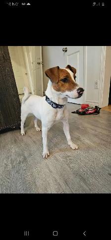 jack russel
