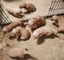 Registered Golden Retriever Puppies