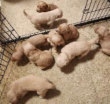 Registered Golden Retriever Puppies - Photo 2