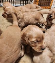 Registered Golden Retriever Puppies - Photo 3