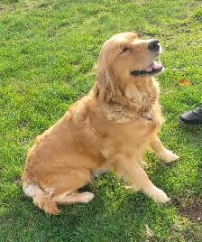 Registered Golden Retriever Puppies - Photo 5