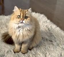 Scottish Straight female spayed - Photo 2