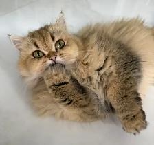 Scottish Straight female spayed - Photo 3