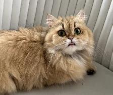 Scottish Straight female spayed - Photo 5
