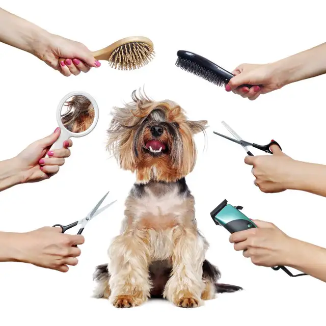 Pet Groomer Accepting New Clients
