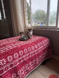 Baby cat
