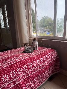 Baby cat - Photo 2