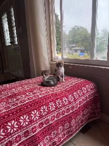 Baby cat - Photo 3