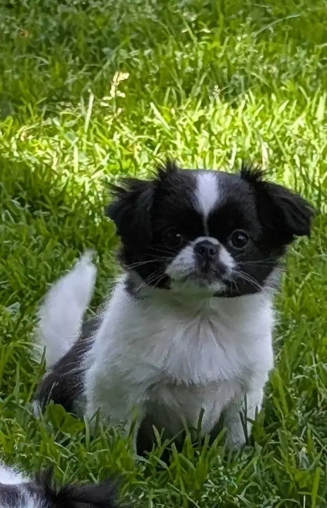 Japanese Chin Puppies