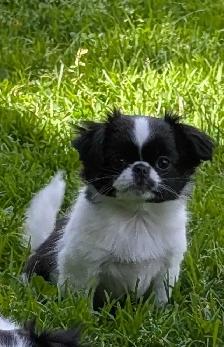 Japanese Chin Puppies