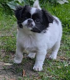 Japanese Chin Puppies - Photo 2