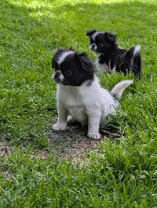 Japanese Chin Puppies - Photo 3