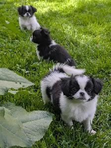 Japanese Chin Puppies - Photo 4