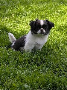 Japanese Chin Puppies - Photo 5
