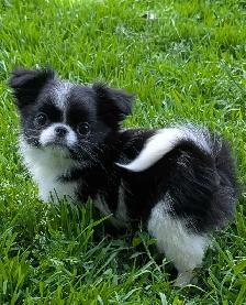 Japanese Chin Puppies - Photo 6