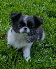 Japanese Chin Puppies - Photo 7