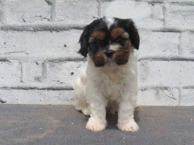 Cavapoo male puppies