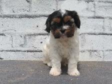 Cavapoo male puppies