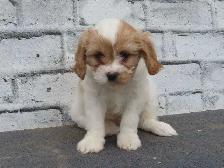 Cavapoo male puppies - Photo 2