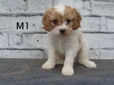 Cavapoo male puppies - Photo 3
