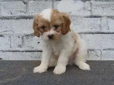 Cavapoo male puppies - Photo 4
