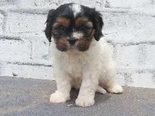 Cavapoo male puppies - Photo 5