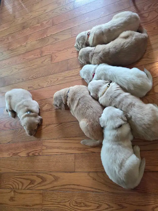 CKC registered Golden Retrievers