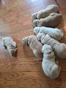 CKC registered Golden Retrievers