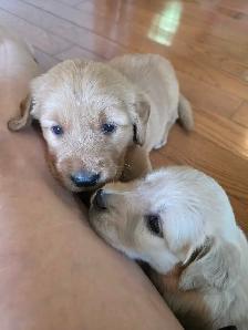 CKC registered Golden Retrievers - Photo 2