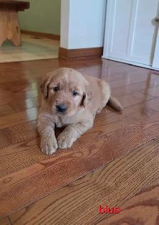 CKC registered Golden Retrievers - Photo 3