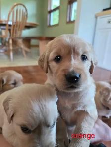 CKC registered Golden Retrievers - Photo 4