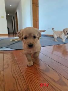 CKC registered Golden Retrievers - Photo 5
