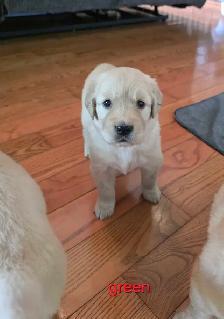 CKC registered Golden Retrievers - Photo 6