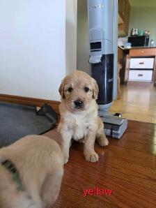 CKC registered Golden Retrievers - Photo 7