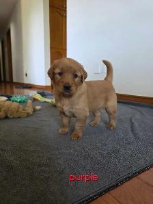 CKC registered Golden Retrievers - Photo 8
