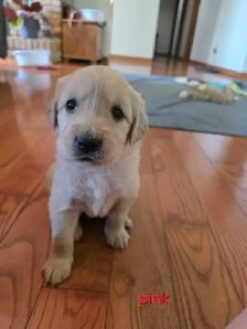 CKC registered Golden Retrievers - Photo 9