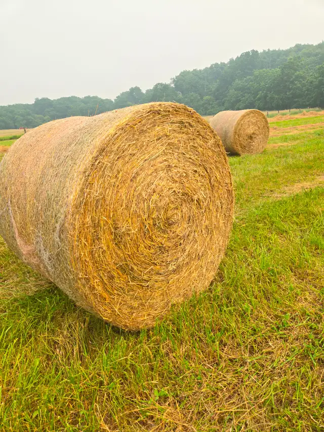 Round Bales of Hay