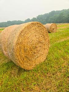 Round Bales of Hay