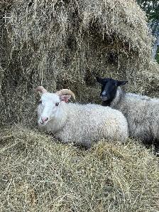 Purebred Registered Icelandic Ewes - Photo 5