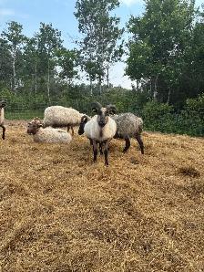 Purebred Registered Icelandic Ewes - Photo 6