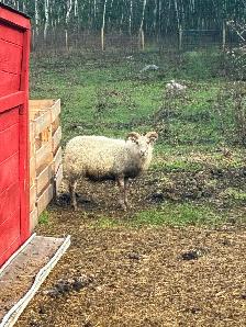 Purebred Registered Icelandic Ewes - Photo 8