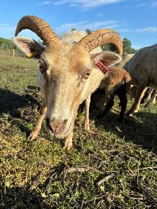 Purebred Registered Icelandic Ewes - Photo 9