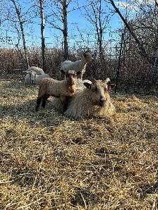 Purebred Registered Icelandic Ewes - Photo 10