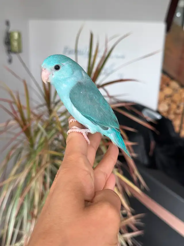 handtame and super friendly parrotlets