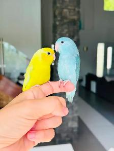 handtame and super friendly parrotlets - Photo 7